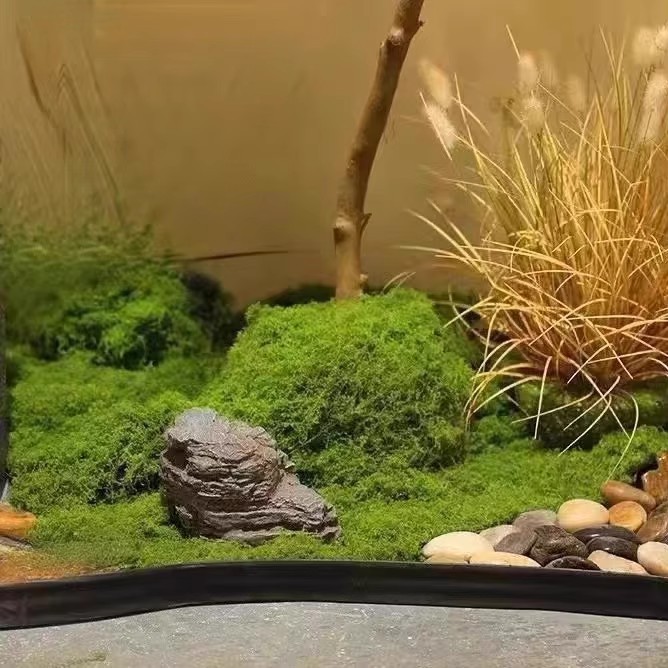 200g de mousse éternelle pour  - Sphagnum Moss Dry avis et prix